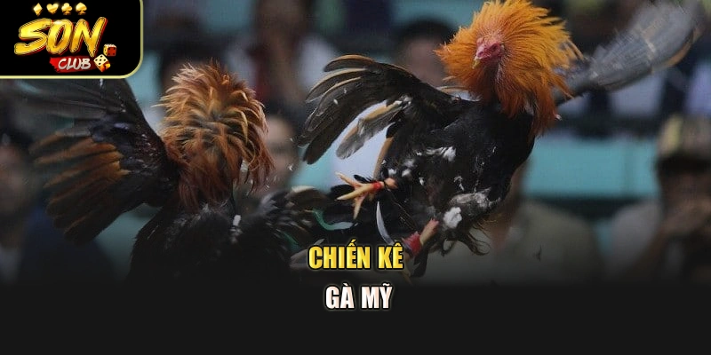 Chiến kê gà Mỹ