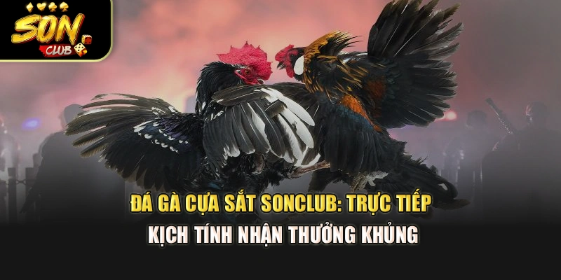 Đá Gà Cựa Sắt Sonclub: Trực Tiếp Kịch Tính Nhận Thưởng Khủng