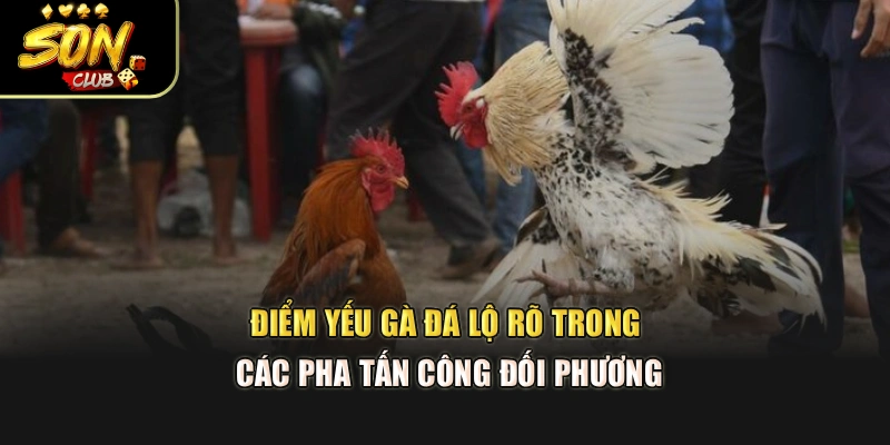 Điểm yếu gà đá lộ rõ trong các pha tấn công đối phương