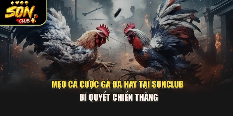 Mẹo Cá Cược Gà Đá Hay Tại Sonclub – Bí Quyết Chiến Thắng